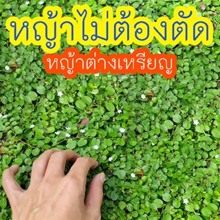 หญ้าใบต่างเหรียญ🎈10ปีไม่ต้องตัด++🎯ถูกที่สุด10บ.🎯เมล็ดพันธุ์ห…