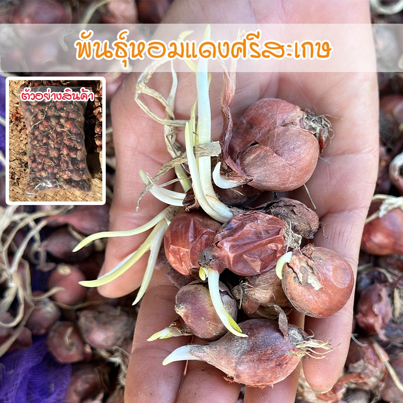 พันธุ์หัวหอมแดงศรีสะเกษ ไม่ตัดจุก ปลูกง่าย โตเร็ว ผลผลิตสูง สำหรับปลูก ในแปลในกระถาง [ ซื้อ 10 แถม 1 คละได้]