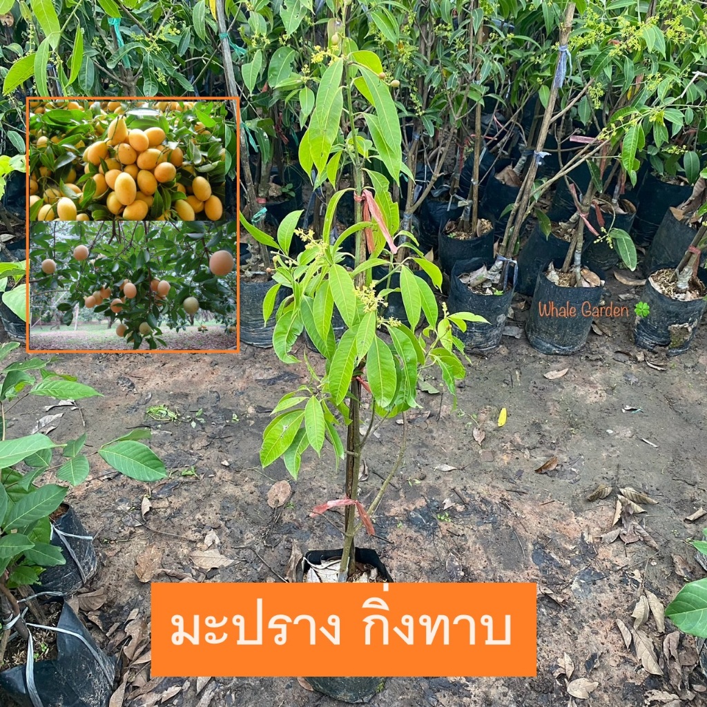 ต้นมะปราง มะปรางหวานพันธุ์สุวรรณบาตร ทาบกิ่ง ต้นสวย ให้ผลเร็ว1ปี พร้อมติดดอก (Bouea Macrophylla Griffith) (มีรับประกัน)