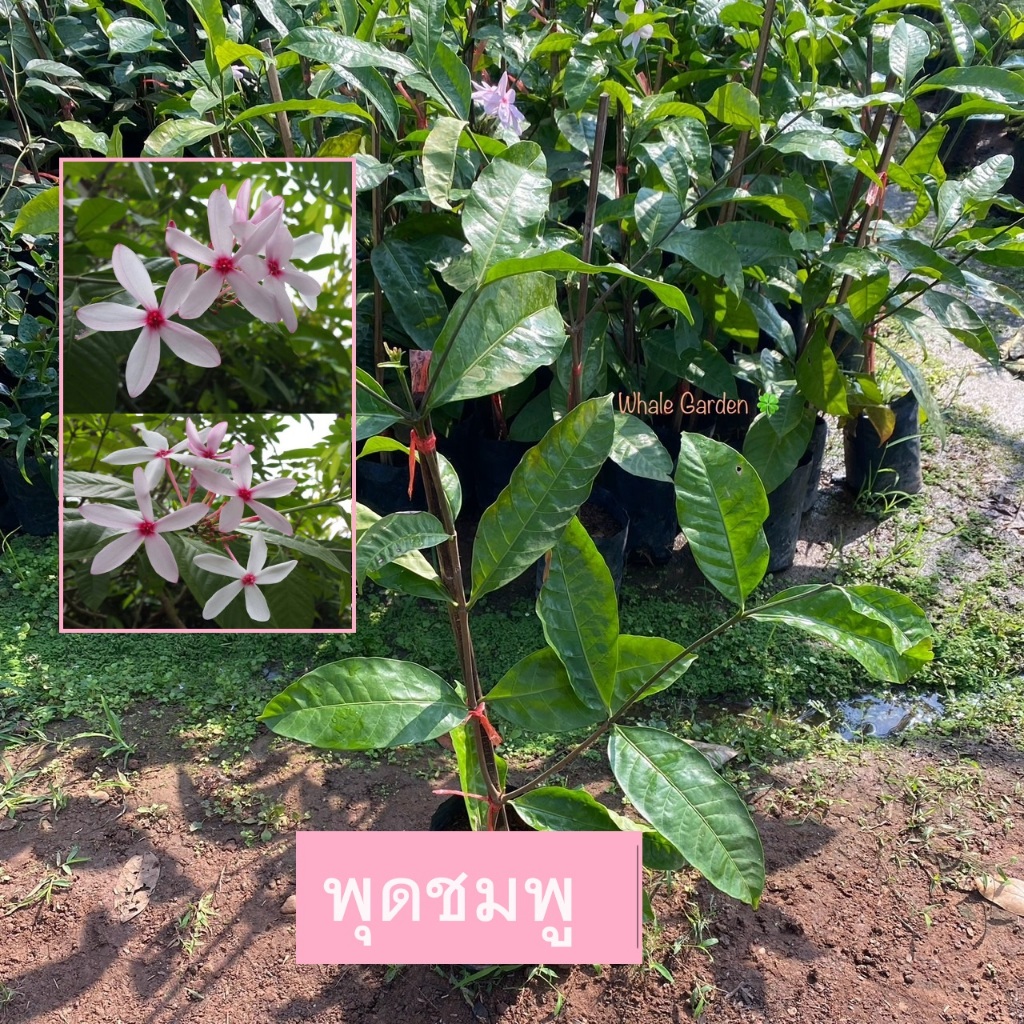 ต้นพุดชมพู พุดชมพู (Shrub Vinca) ไม้ดอก มีดอกกลิ่นหอม สวย (รับประกัน ส่งใหม่ฟรี หากสินค้าเเสียหาย!!)