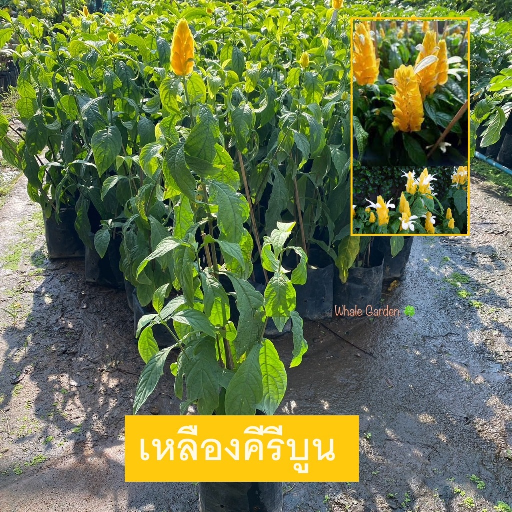 ต้นเหลืองคีรีบูน เหลืองคีรีบูน (Lollipops plant) ไม้ดอกล้มลุก มีดอกสีเหลืองสวย (รับประกัน ส่งใหม่ฟรี หากสินค้าเเสียหาย!)