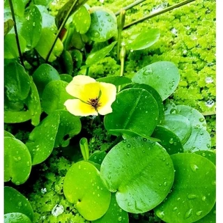 🍋บัวบ๊อบบี้🍋ดอกสีเหลืองน่ารัก🍋ออกดอกตลอดปี🍋4เเถม1🍋