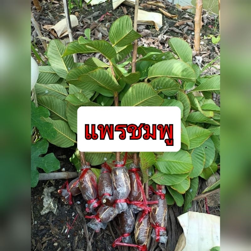 กิ่งตอนฝรั่ง แพรชมพู