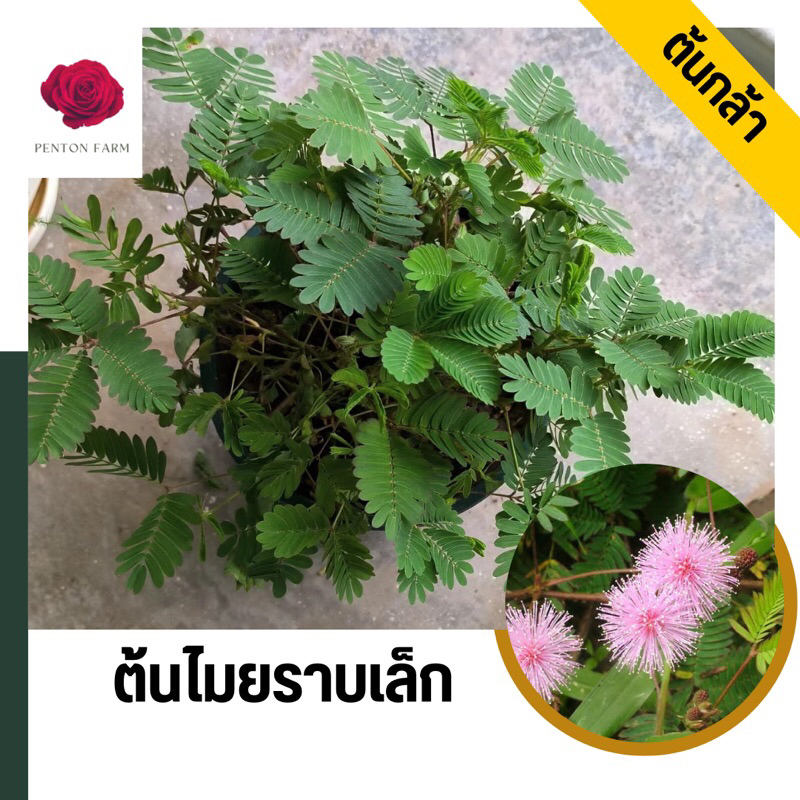 ต้นไมยราบ สำหรับทำบอนไทร เกรดส่งออก