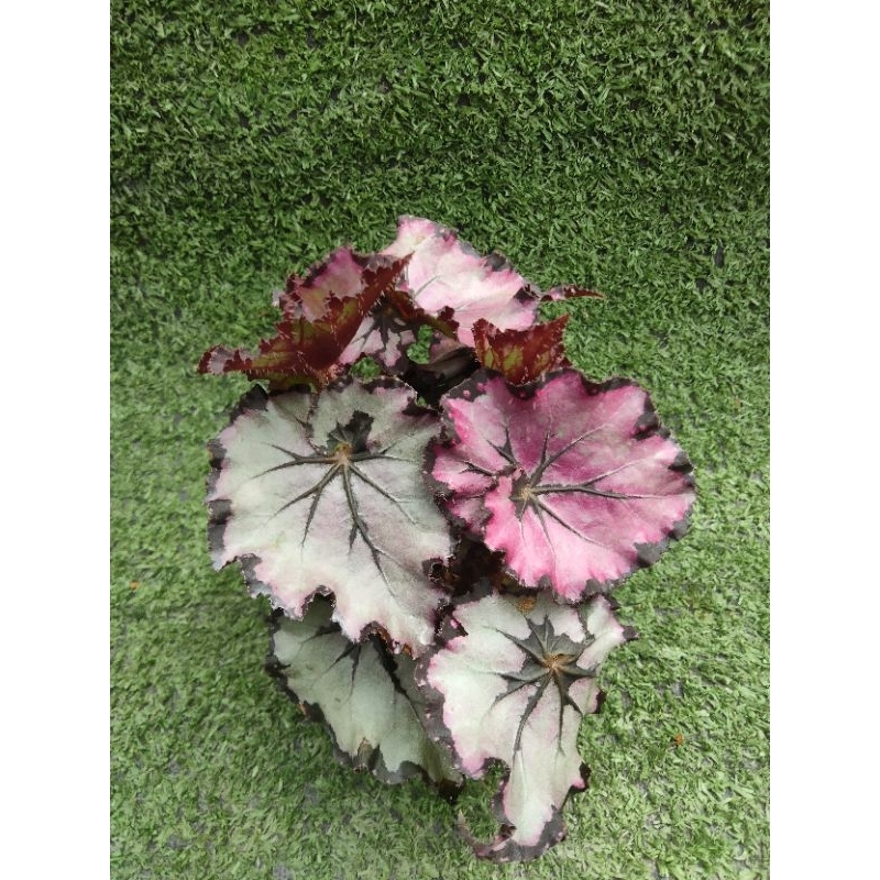 ต้นบีโกเนีย"Jessica " [ Begonia 'Jessica ' ] ไม้ในกระถาง3"