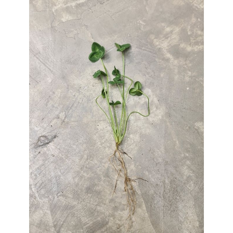 เมล็ดโคลเวอร์ไวท์ดัช ออร์แกนิค [1,500--15,000 เมล็ด] Organic White Dutch Clover [1,500--15,000 seeds]