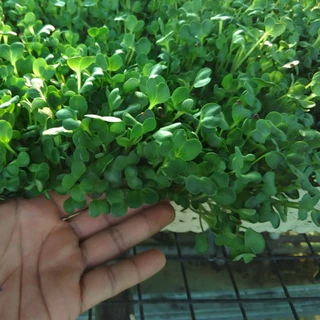 เมล็ดไควาเระ เมล็ดต้นอ่อนหัวไชเท้า เมล็ดเพาะงอก Microgreen ผักเพื่อสุขภาพ