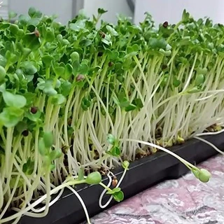 เมล็ดไควาเระ เมล็ดต้นอ่อนหัวไชเท้า เมล็ดเพาะงอก Microgreen ผักเพื่อสุขภาพ