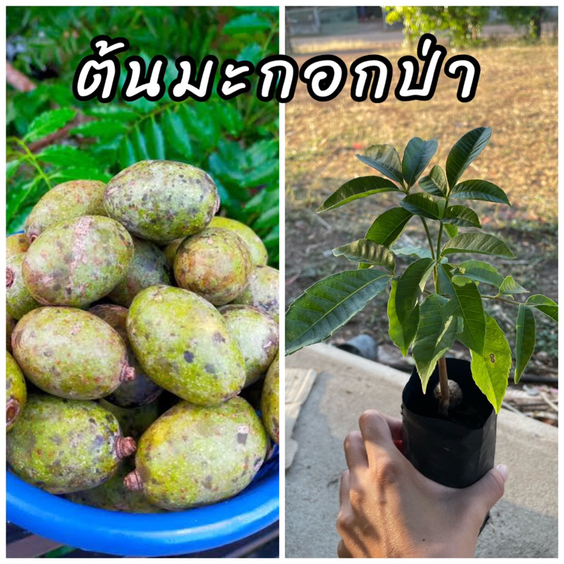 ต้นมะกอกป่า มะกอกบ้าน เพาะเม็ด นิยมนำมาใส่ในส้มตำ ตำน้ำพริก และยอดอ่อนใบอ่อนทานได้