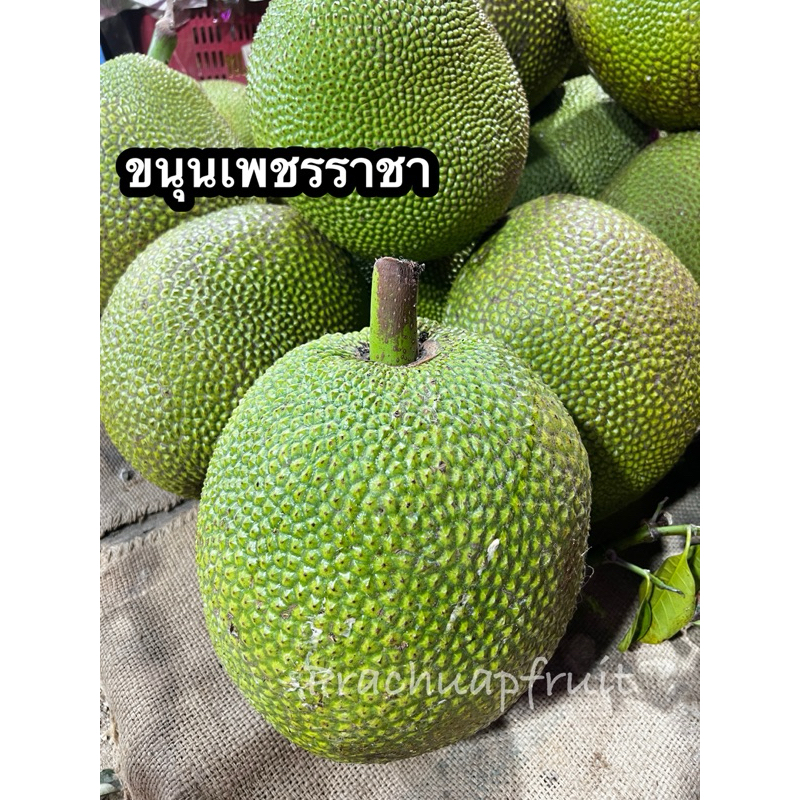 ขนุนเพชรราชา 7-9 กิโล/ลูก ✅พร้อมส่ง✅ เนื้อแห้ง หวาน กรอบ เป็นพันธุ์ที่อร่อยมาก หาทานได้ยาก