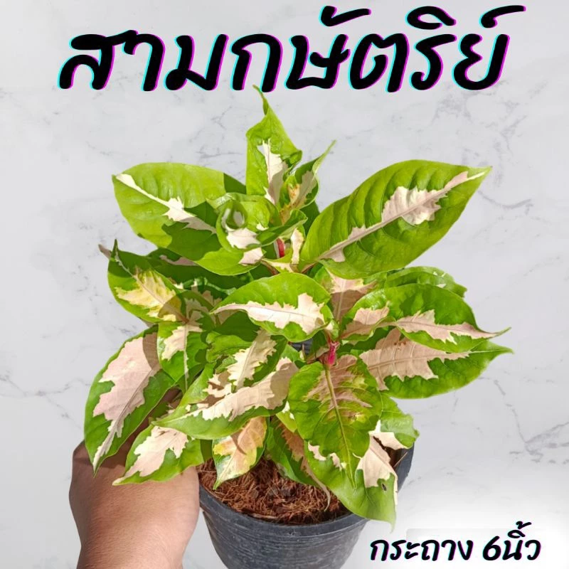 ต้นสามกษัตริย์ (เงินทองนาก)กระถาง 6นิ้ว
