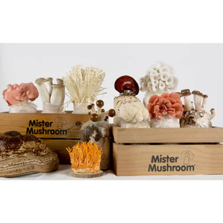 (Mister Mushroom) 🍄เห็ดสวรรค์ ตรามิสเตอร์มัชรูม ขนาด 100 กรัม (วังน้ำเขียวฟาร์ม)