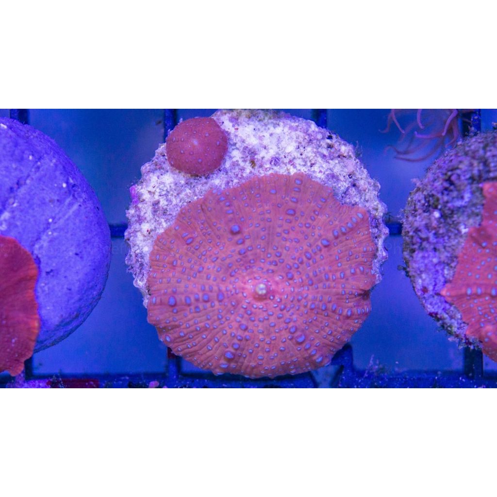 Blue spot discosoma mushroom coral เห็ดจุดฟ้า ตกแต่งตู้ปลาทะเลให้สวยงาม 1 ชิ้น