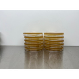 จานอาหาร Nutrient agar สำหรับเลี้ยง คัดแยกหัวเชื้อ คอมบูชา (…