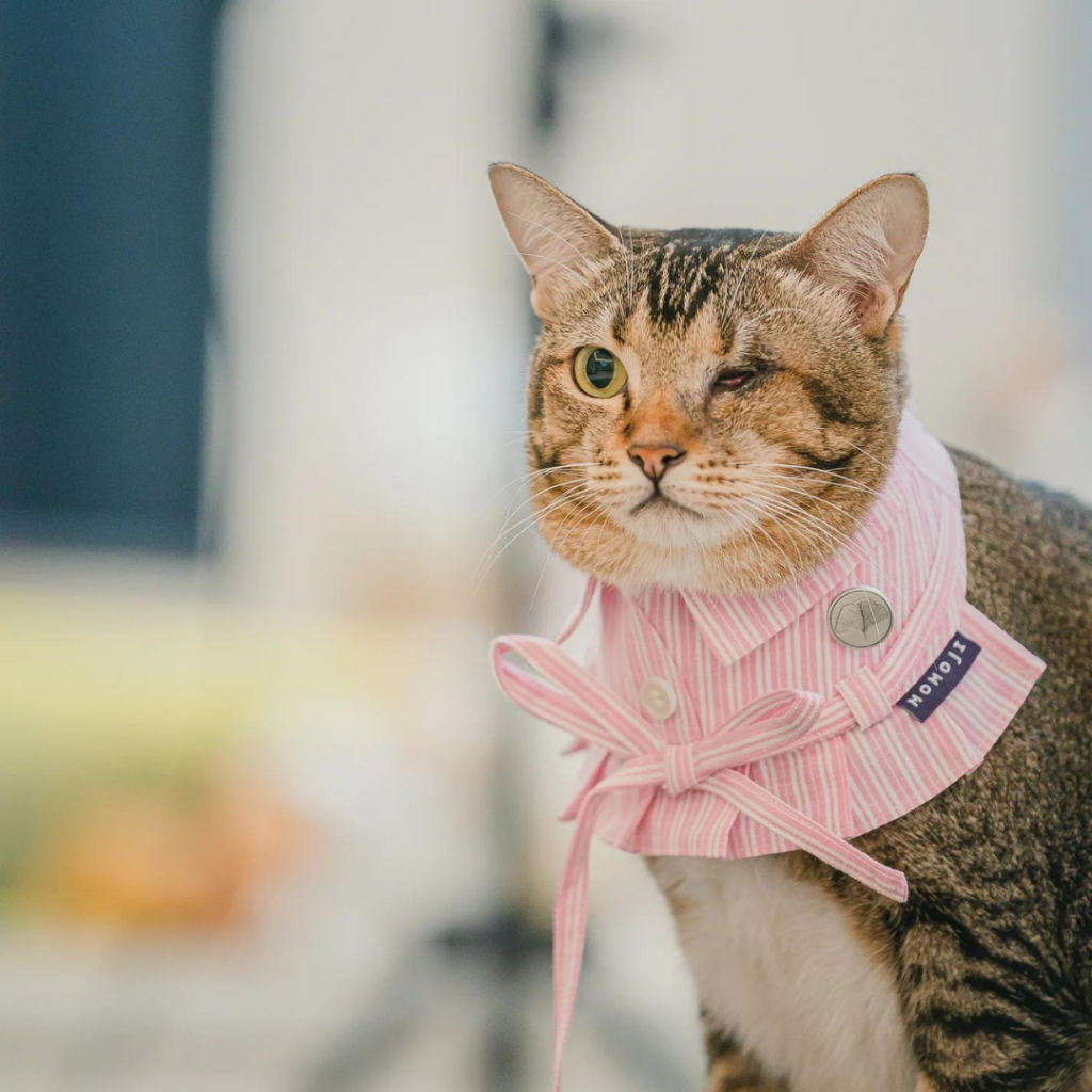 Momoji Pet Bib - Candice Collection ชุดสุนัข ชุดแมว ชุดสัตว์เลี้ยง ผ้าพันคอสุนัข
