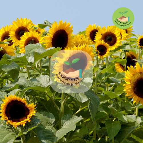 พิเศษ 9 บาท เมล็ดพันธุ์ ทานตะวันหน้าดำบรรจุ 10 เมล็ด - รูปที่ 2