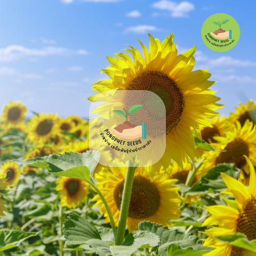 รูปภาพ 3