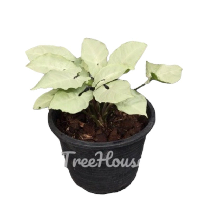 ออมเงินแคระในกระถาง 6 นิ้ว / Syngonium hybrid pot 6