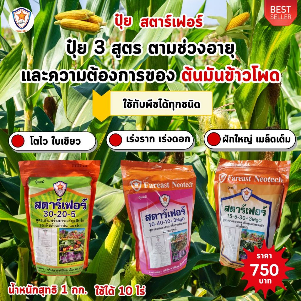 ปุ๋ยสตาร์เฟอร์ ปุ๋ยคุณภาพสูง เพิ่มผลผลิตข้าวโพด เร่งโต ใบเขียว เร่งราก การออกดอก เมล็ดเต็ม ฝักใหญ่ เพิ่มผลผลิต
