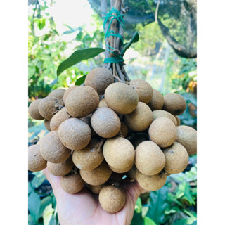 ลำไย พันธุ์พวงทอง ตัดสดตามออเดอร์จากสวน 1 กิโล