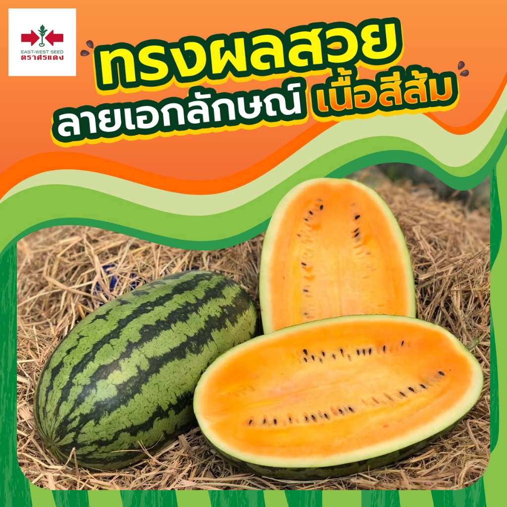 ใหม่! เมล็ดพันธุ์แตงโมตอปิโด ควีนเลดี้ ตราศรแดง บรรจุ40กรัม เมล็ดแตงโม เมล็ดแตงโม เมล็ดพันธุ์แตงโม แตงโมเนื้อส้ม ราคา ถูกที่สุด ดีลบีเคเค แกลเลอรีภาพที่ 4