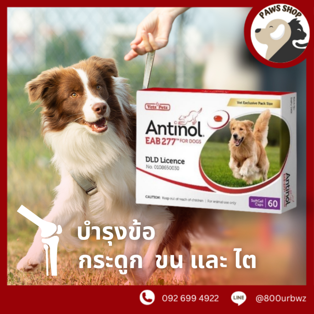 [ถูกสุดของแท้] Antinol Dog ช่วยบำรุงข้อ กระดูก ขน ผิวหนัง และไต (แบ่งขาย 15 เม็ด) (ยกกล่อง 60 เม็ด) ไม่มีกล่อง