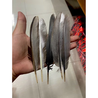 ขนต่อปีกไก่ สำหรับต่อปีกไก่ ขนแต่งปีกไก่ #ขอต่อปีก
