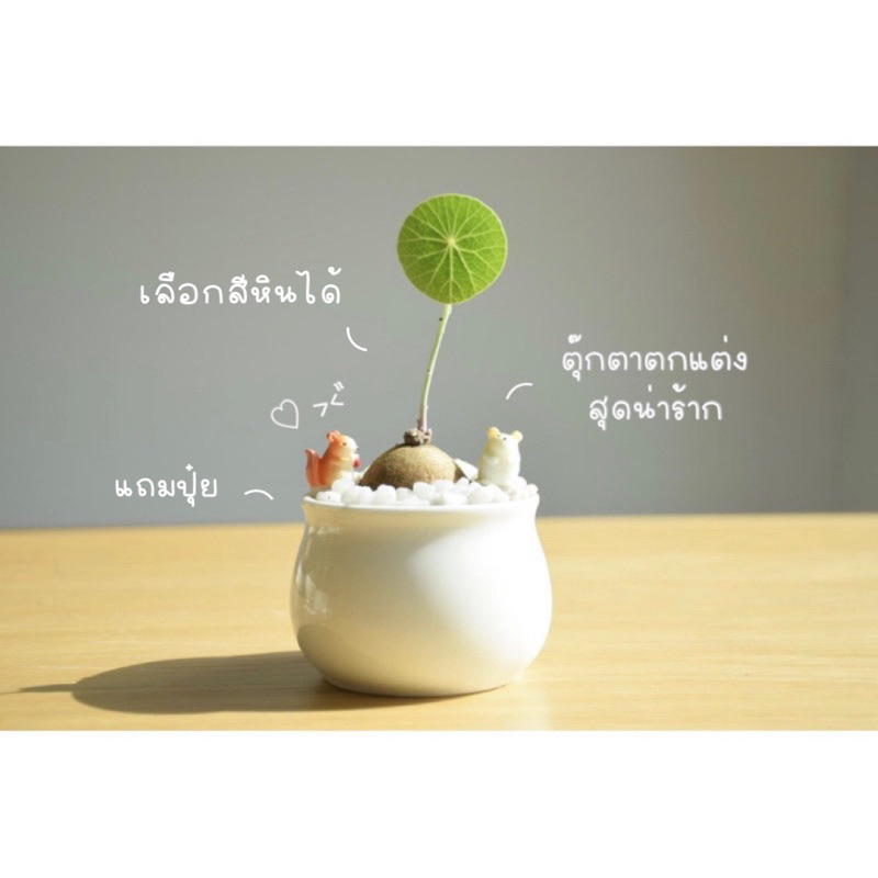 บัวบกโขด พร้อมกระถางเซรามิก เรียบหรูดูดี สไตล์มินิมอล