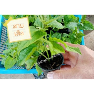 ต้นสาบเสือ กระถาง2นิ้วมีรากเดินพร้อมปลูกขยายพันธุ์