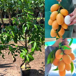 ต้นมะยงชิดทูลเกล้าพันธึ์เตี้ย กิ่งทาบ ไชร์ใหญ่ ขนาดต้น 80-1เ…