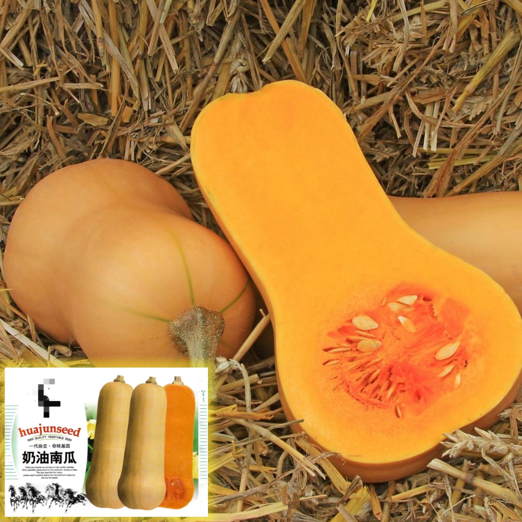 เมล็ดฟักทองบัตเตอร์นัท สควอช สายพันธุ์ F1 / OP Butternut Squash
