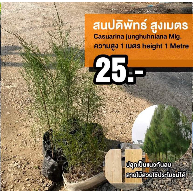 สนปดิพัทธ์ (จำนวน 10 ต้น) สูงเมตร ต้นแข็งแรง ถุง 3x7 นิ้ว