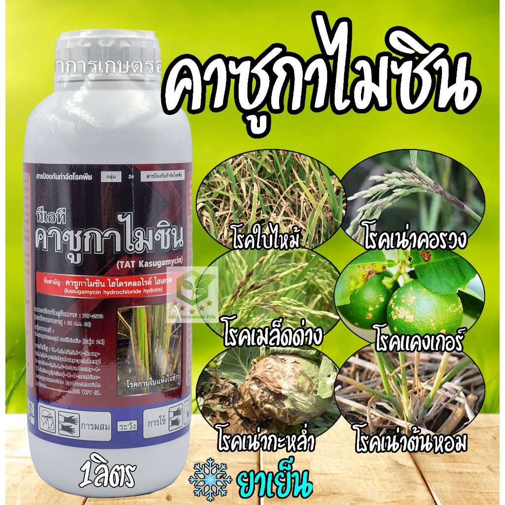 คาซูกาไมซิน 66 เรดคาซู (1 ลิตร) คาซูก้ามัยซิน คาซูกามัยซิน ไฮโดรคลอไรด์ ไฮเดรต ป้องกันกำจัดโรคพืช โรคใบไหม้ ขอบใบแห้ง