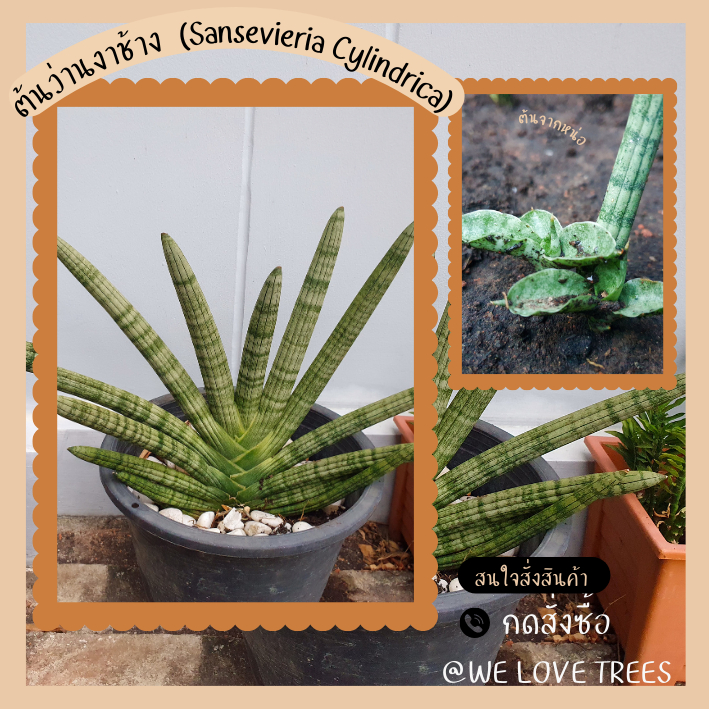 ต้นว่านงาช้าง (Sansevieria Cylindrica)
