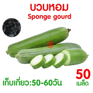 *โค้ดส่งฟรี* ผักไม้เลื้อย เมล็ดผัก เมล็ดตระกลูแตง (2,000เมล็ด+) เมล็ดพันธุ์ เมล็ดพันธุ์ผัก งอกดี ปลูกผัก Clearance