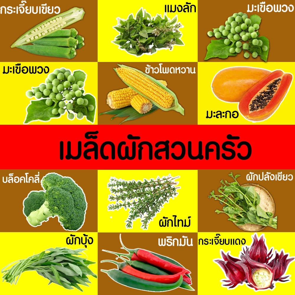 *โค้ดส่งฟรี* เมล็ดผักสวนครัว เมล็ดพันธุ์ เมล็ดพันธุ์ผัก งอกดี ปลูกผัก ปลูกไว้ทานเอง เมล็ดผักรวม ผักชี Clearance