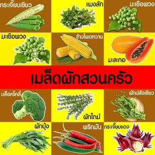 *โค้ดส่งฟรี* เมล็ดผักสวนครัว เมล็ดพันธุ์ เมล็ดพันธุ์ผัก งอกดี ปลูกผัก ปลูกไว้ทานเอง เมล็ดผักรวม ผักชี Clearance