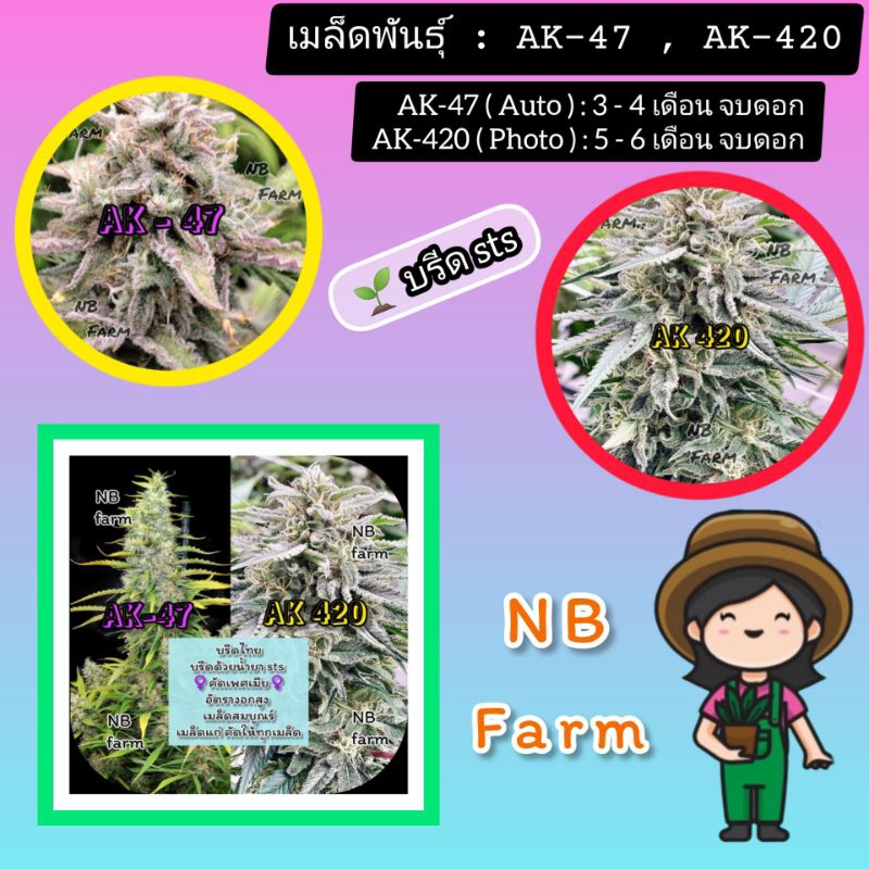 เมล็ดพันธุ์ AK-47 ออโต้ AK-420 โฟโต้ คัดเพศเมีย
