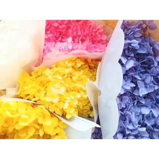 กลีบไฮเดรนเยียอบแห้ง ดอกไม้แห้งพร้อมส่ง มีหลายสีให้เลือก