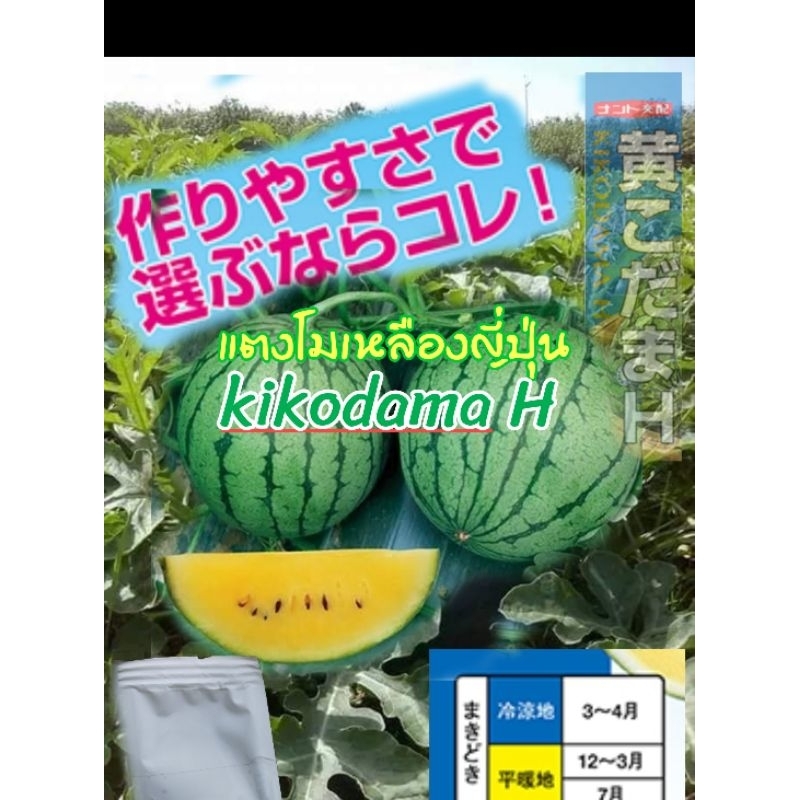 เมล็ดพันธุ์แตงโมเหลืองญี่ปุ่นkikodama-H(10เมล็ด)