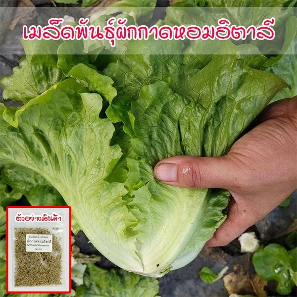 เมล็ดพันธุ์ ผักกาดหอมอิตาลี ใบเขียว Italian Lettuce บรรจุ 100-300 เมล็ด [ซื้อ 10 แถม 1 คละได้]