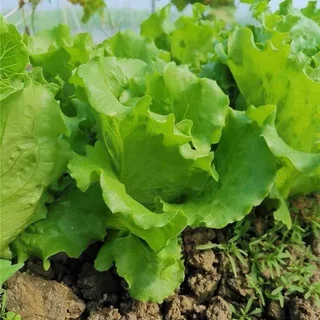 เมล็ดพันธุ์ ผักกาดหอมอิตาลี ใบเขียว Italian Lettuce บรรจุ 100-300 เมล็ด [ซื้อ 10 แถม 1 คละได้]