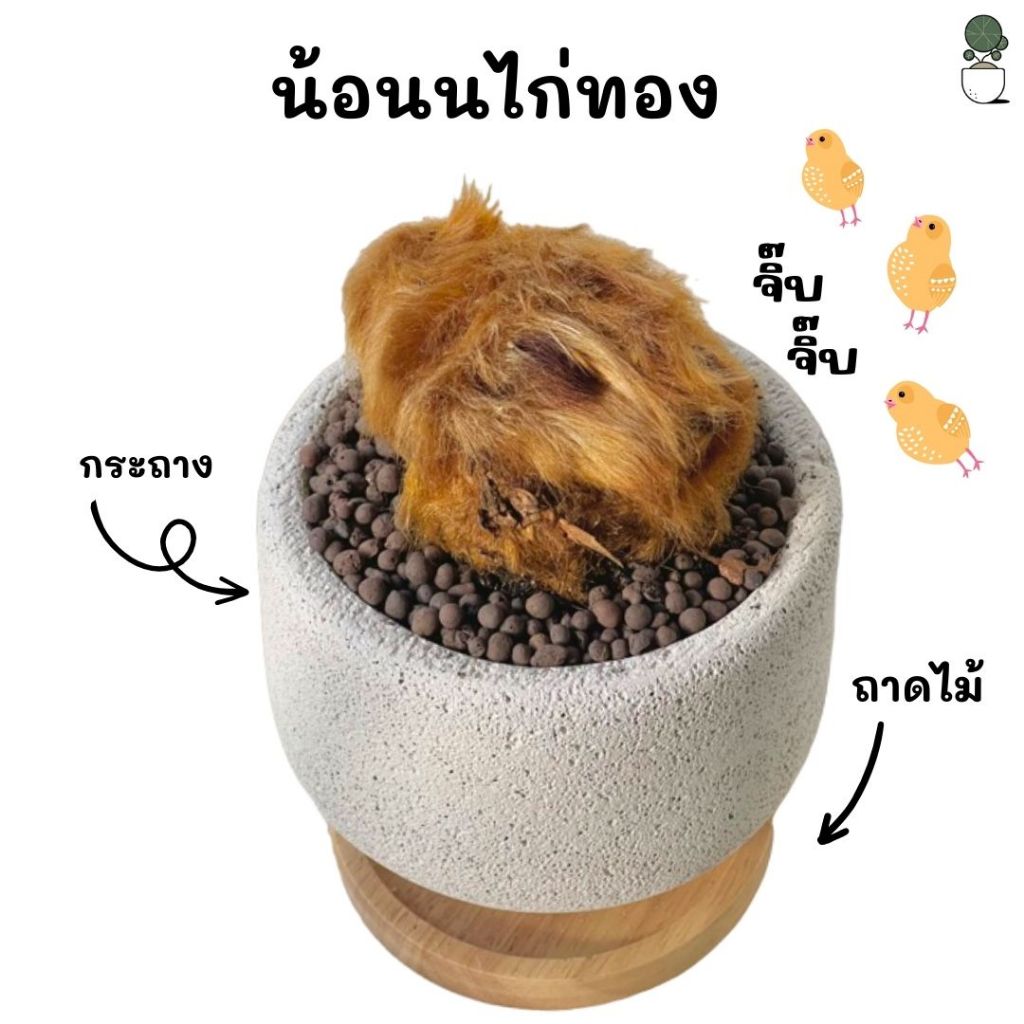 ว่านลูกไก่ทอง ว่านไก่ทอง ตระกูลเฟิร์น ว่าน ไม้มงคล ต้นไม้ให้โชค นำโชค  ในด้านของความเชื่อนั้นถือว่าว