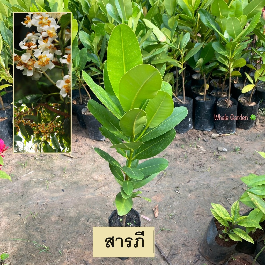 ต้นสารภี สารภี (Mammea siamensis)  ไม้ยืนต้น ขนาดกลาง ดอกสวยมีกลิ่นหอม (รับประกัน ส่งใหม่ฟรี หากสินค้าเเสียหาย!!)
