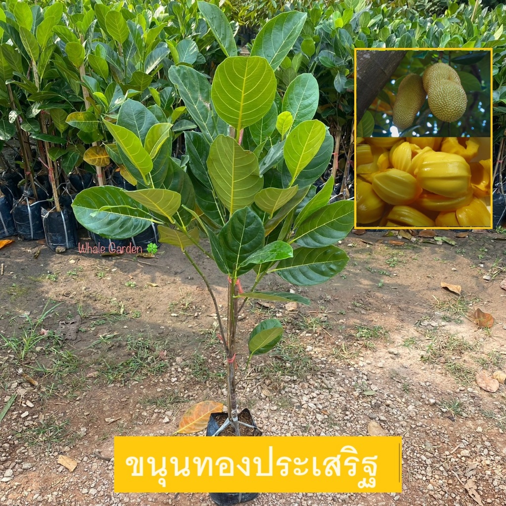 ต้นขนุน พันธุ์ ขนุนทองประเสริฐ (Jackfruit) ทาบกิ่ง ต้นสวย ให้ผลเร็ว 1 ปี (รับประกัน ส่งใหม่ฟรี หากสินค้าเเสียหาย!!)
