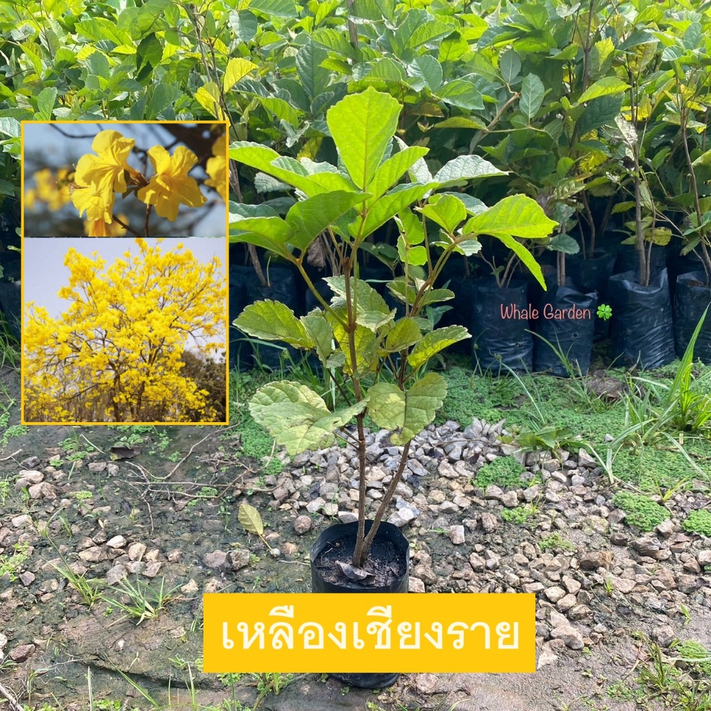 ต้นต้นเหลืองเชียงราย ต้นเหลืองเชียงราย (The Dwarf Golden Trumpet Tree) ดอกสีเหลืองสวย ปลูกประดับ (รับประกันสินค้า)