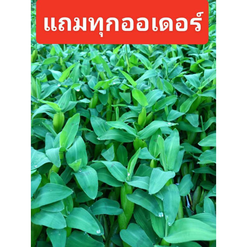 หญ้าพองลม ใส่บ่อปลากัด ปลาสวยงาม(แพ็ค5ยอด30บาท)