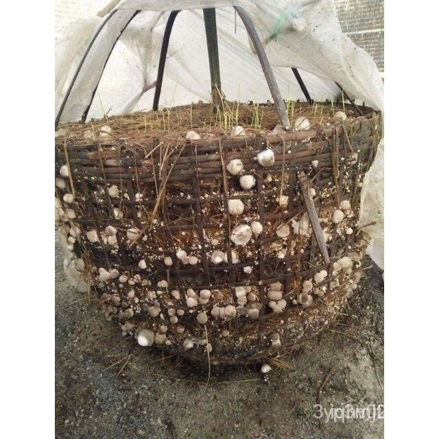 เชื้อเห็ดฟาง (พร้อมเพาะ)เดินดี เห็ดฟางดอกใหญ่ เพาะในฟางข้าวที่แช่น้ำแล้ว ในตระกร้า - รูปที่ 2