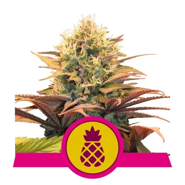 Pineapple Kush | Royal Queen Seeds