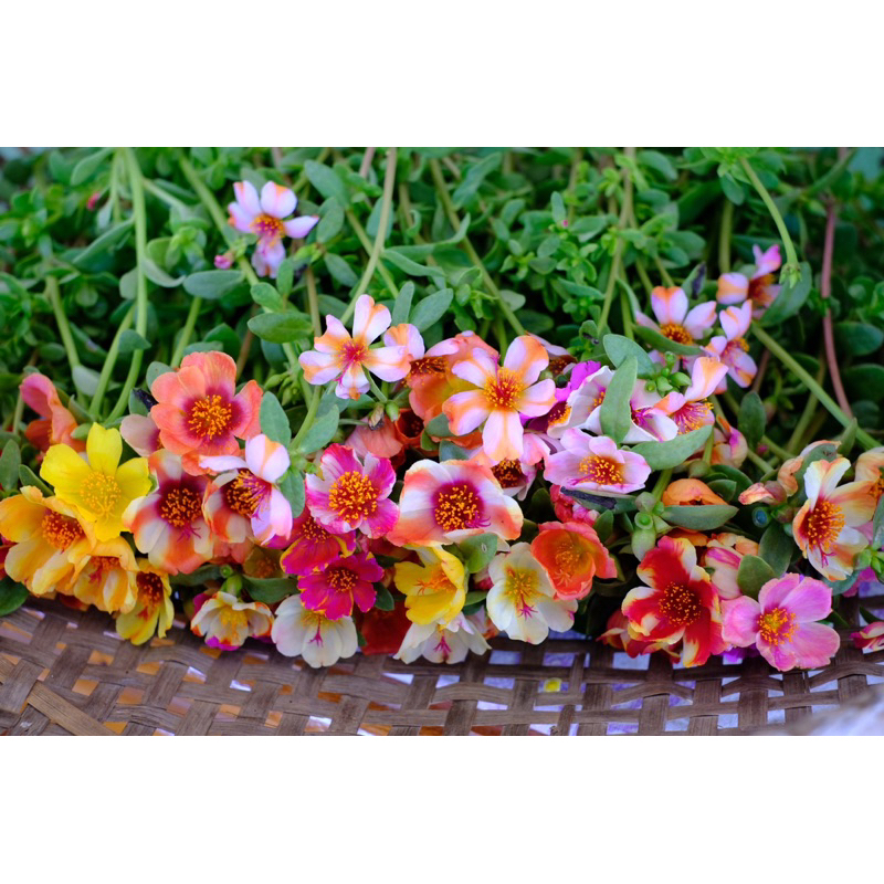 กิ่งพันธุ์ดอกคุณนายตื่นสาย30สี90กิ่ง